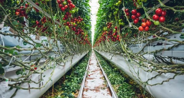 a long row of tomatoes growing in a greenhouse