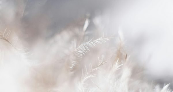 closeup photo of white leaves