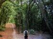 man standing in the middle of woods