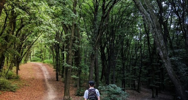 man standing in the middle of woods